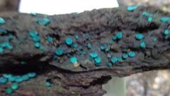 Image of Chlorociboria aeruginascens
