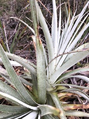 Puya lineata