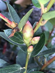 Cavendishia bracteata