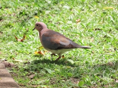 Streptopelia senegalensis senegalensis