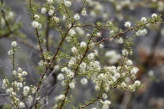 Mimosa farinosa