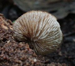 Lentinellus pulvinulus image