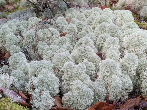Star-tipped Reindeer Lichen — photo 1