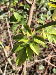Rosa canina