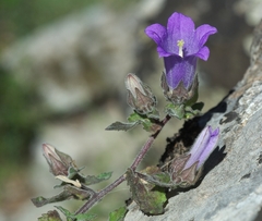 Campanula tubulosa