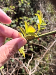 Rosa canina