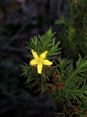 Hypericum juniperinum
