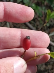 Rosa canina