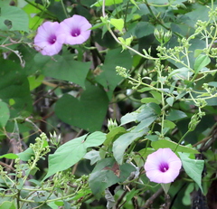Ipomoea trifida