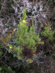 Hypericum juniperinum