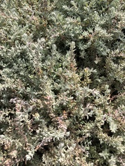 Extriplex californica