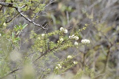 Mimosa farinosa