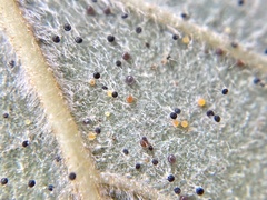 Phyllactinia betulae