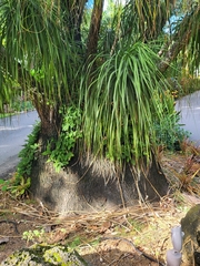 Beaucarnea recurvata