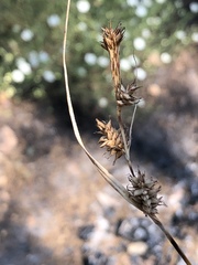 Carex serratodens