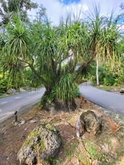 Beaucarnea recurvata