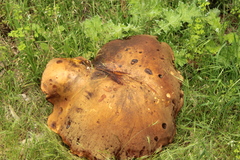 Phlebopus marginatus