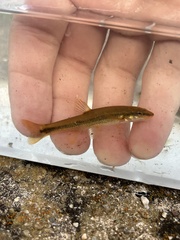 Rhinichthys cataractae