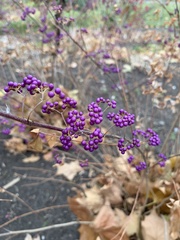 Callicarpa