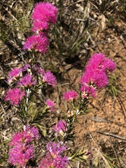Melaleuca wilsonii