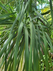 Beaucarnea recurvata