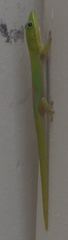 Phelsuma laticauda laticauda