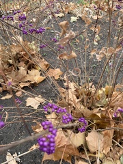 Callicarpa