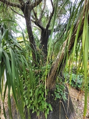 Beaucarnea recurvata