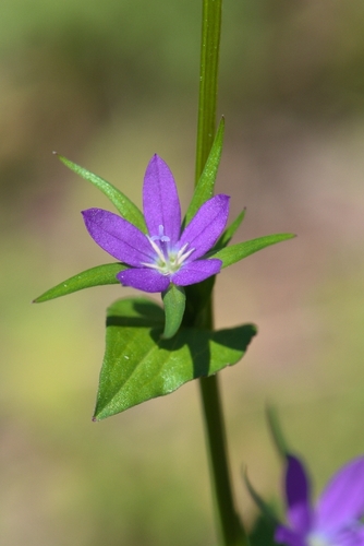 Legousia falcata