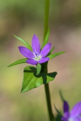 Legousia falcata