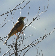Emberiza hortulana