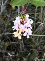 Epidendrum arachnoglossum