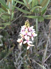 Epidendrum arachnoglossum
