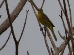 Icterus spurius