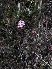Epidendrum arachnoglossum