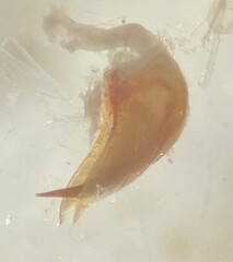 Hydroporus dentellus