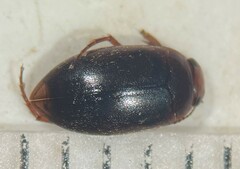 Hydroporus dentellus