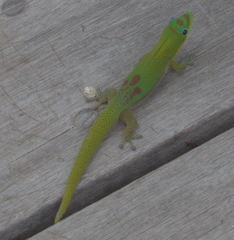 Phelsuma laticauda laticauda