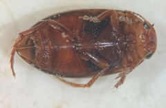 Hydroporus dentellus