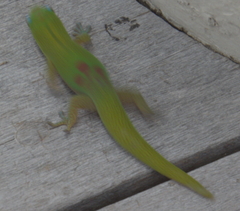 Phelsuma laticauda laticauda