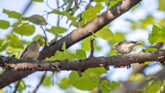 Fringilla coelebs coelebs