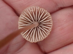 Mycena olivaceomarginata