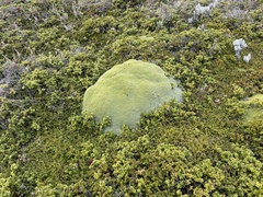 Azorelloideae