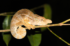 Furcifer rhinoceratus