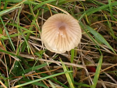 Mycena olivaceomarginata