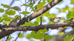 Fringilla coelebs coelebs