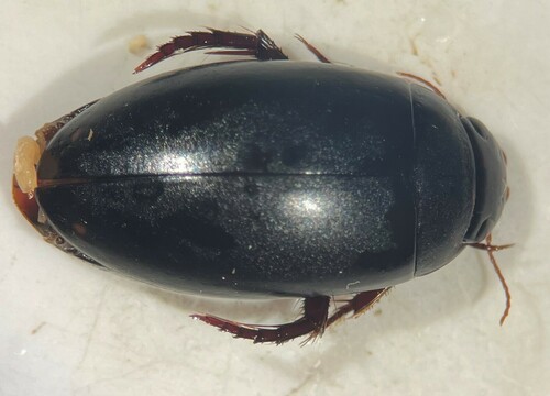 Ignorant Predaceous Diving Beetle