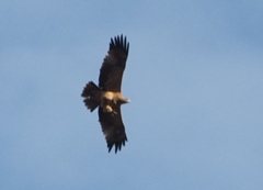 Aquila adalberti
