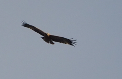 Aquila adalberti
