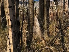 Lagomorpha
